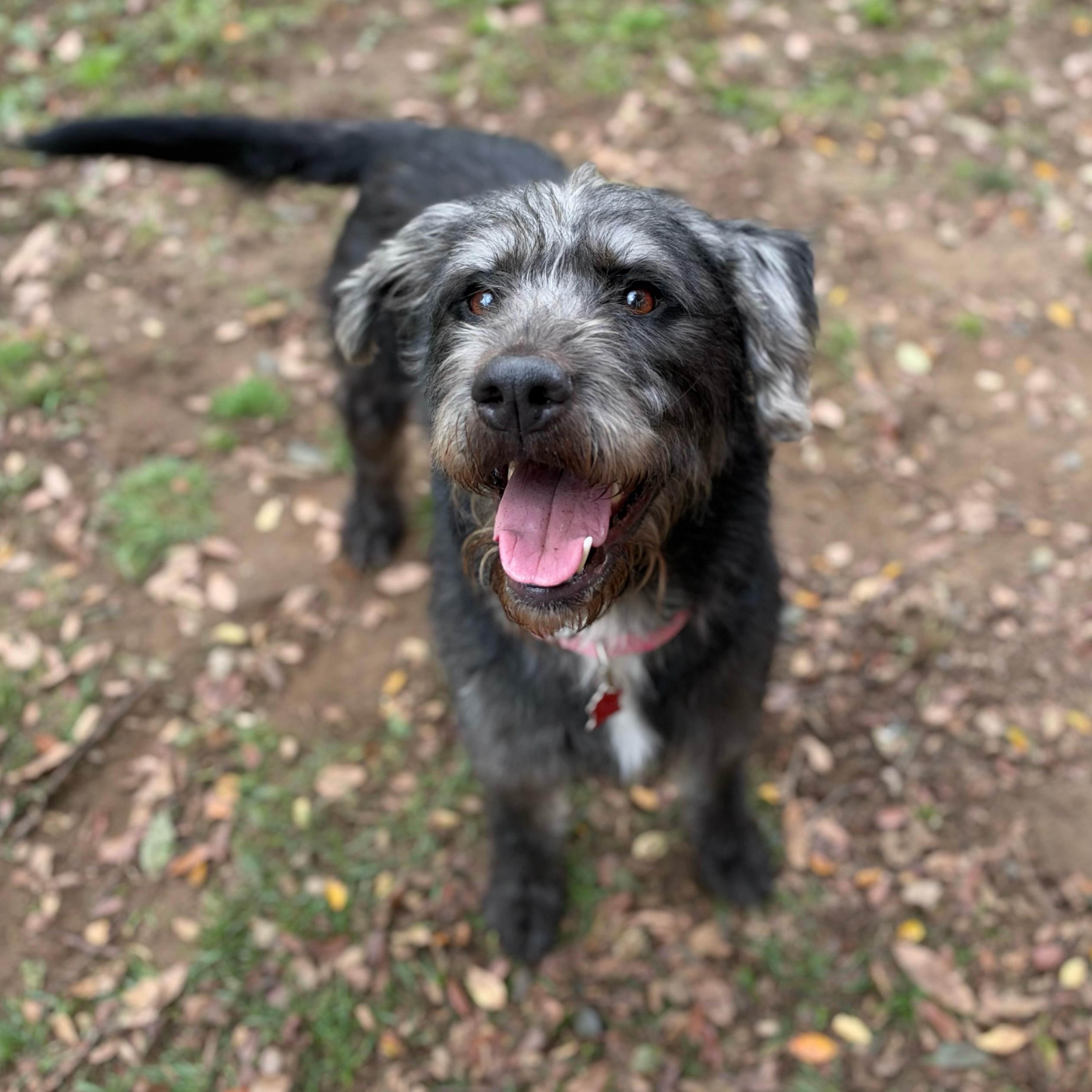 Enlarge Cheerliee, a Adopted mixed breed in Sudbury, MA image 5/5