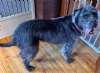 Enlarge Cheerliee, a Adopted mixed breed in Sudbury, MA image 4/5