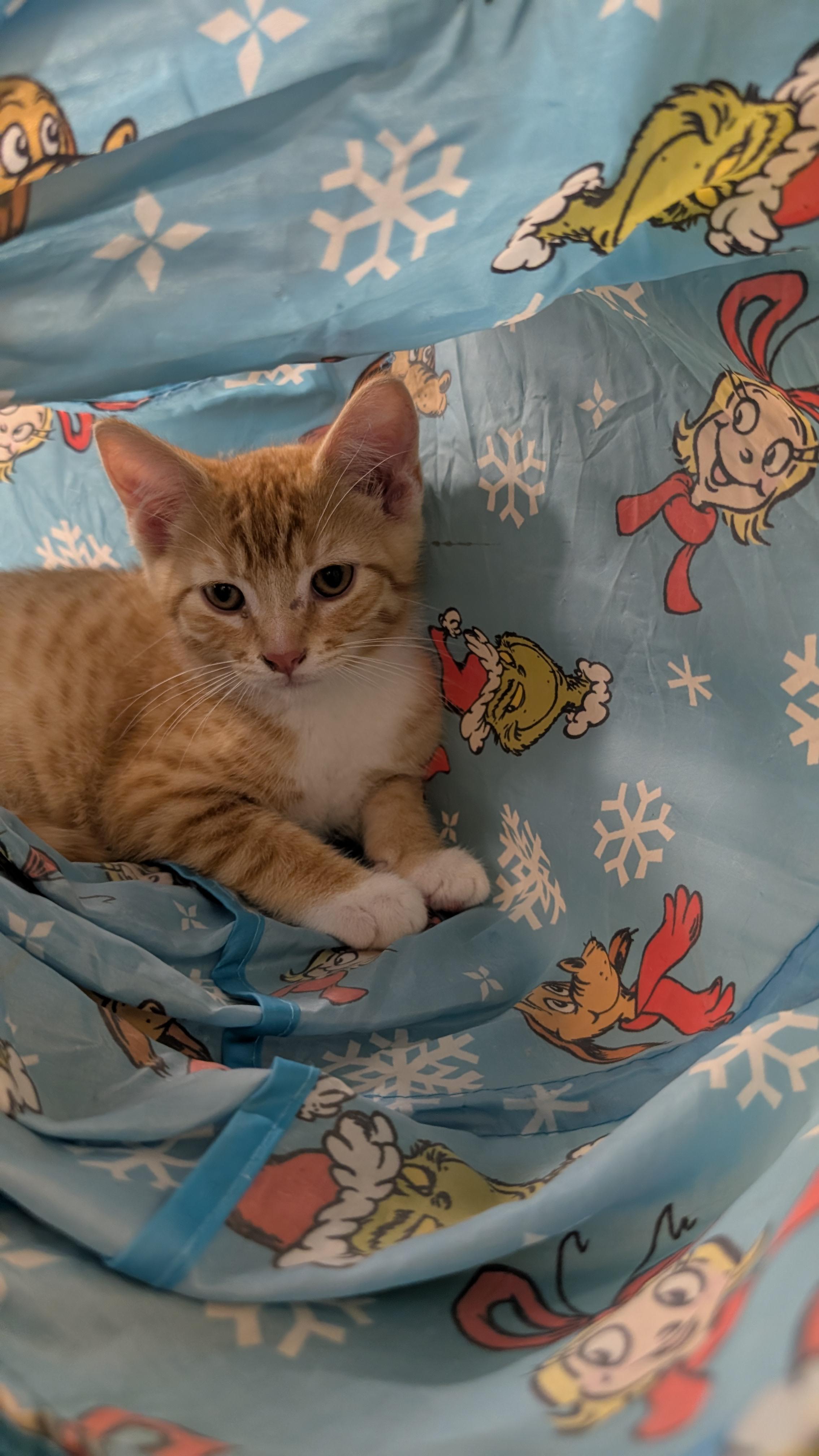 Scotch, Adoptable, Kitten Male Domestic Short Hair.