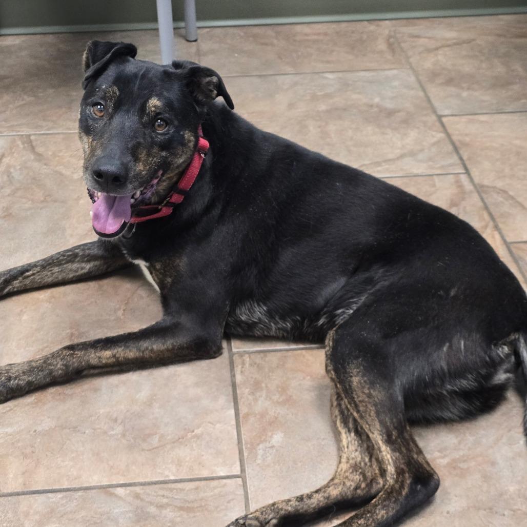 Hudson, Adoptable, Senior Male Labrador Retriever & Mixed Breed.