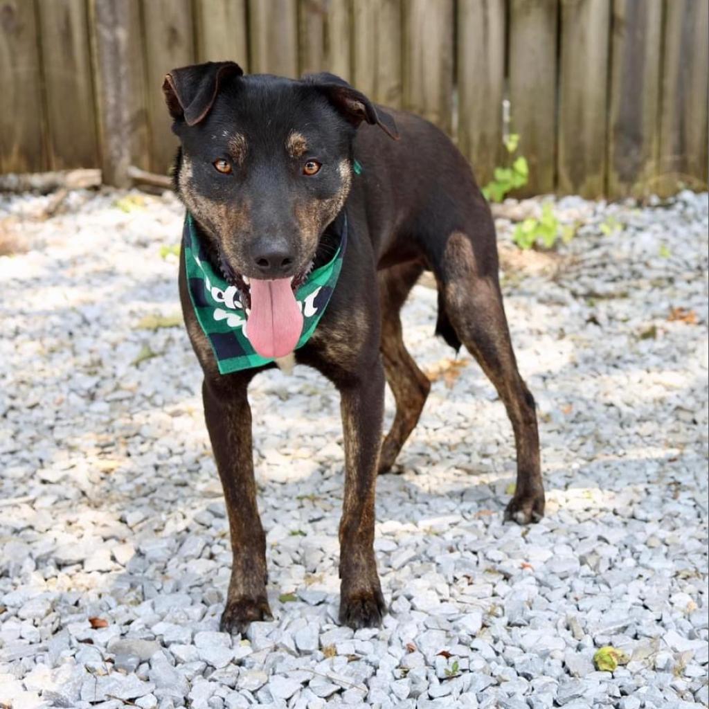 Enlarge Hudson, a Adoptable mixed breed in Huntsville, AL image 1/3