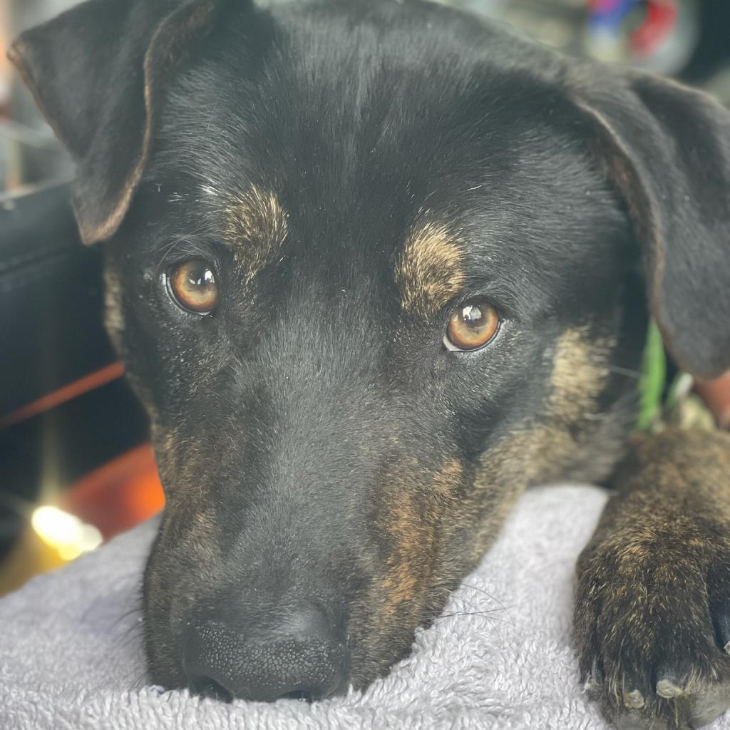 Enlarge Hudson, a Adoptable mixed breed in Huntsville, AL image 2/3