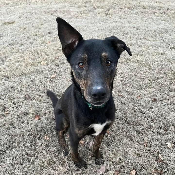 Enlarge Hudson, a Adoptable mixed breed in Huntsville, AL image 3/3