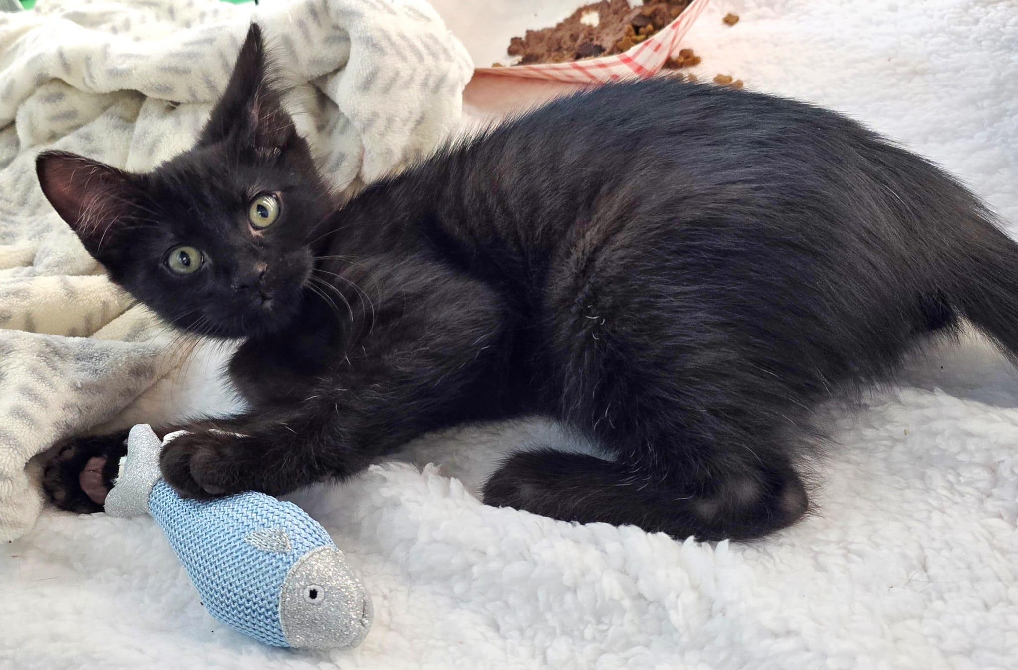 Zach Top, Baby Male Domestic Short Hair