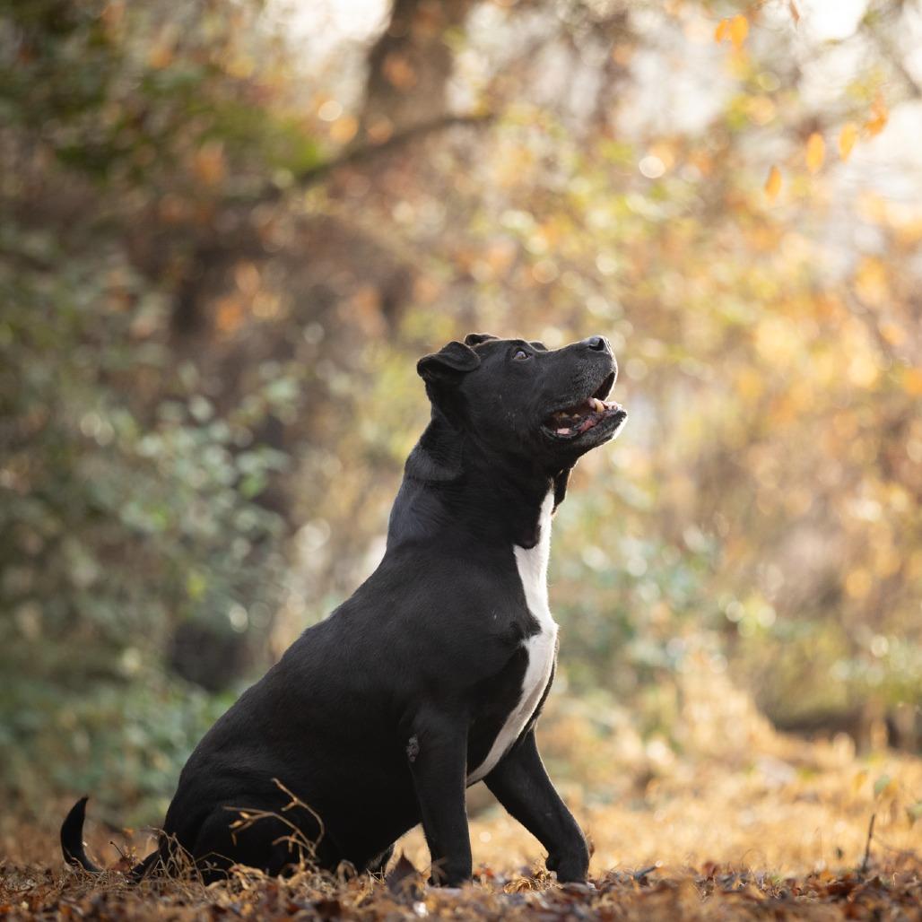 Beef Jerky, Adoptable, Senior Male Pit Bull Terrier.