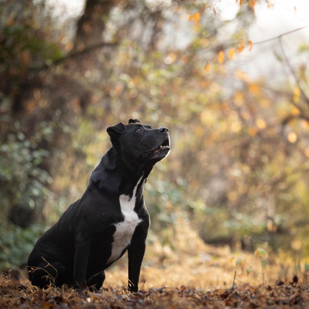 Enlarge Beef Jerky, a Adoptable Pit Bull Terrier in Chattanooga, TN image 2/6
