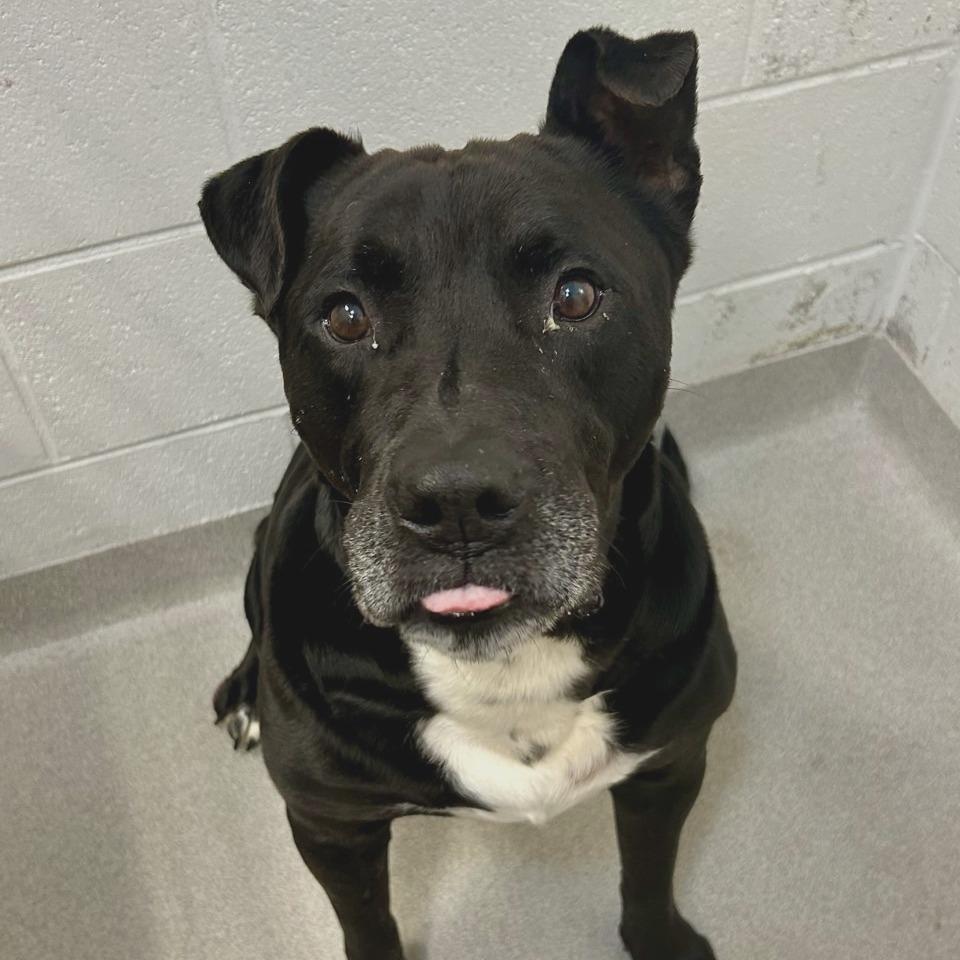 Enlarge Beef Jerky, a Adoptable Pit Bull Terrier in Chattanooga, TN image 1/6