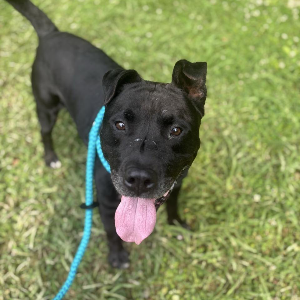 Enlarge Beef Jerky, a Adoptable Pit Bull Terrier in Chattanooga, TN image 2/6