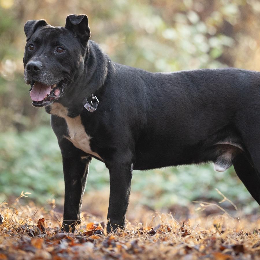 Enlarge Beef Jerky, a Adoptable Pit Bull Terrier in Chattanooga, TN image 4/6