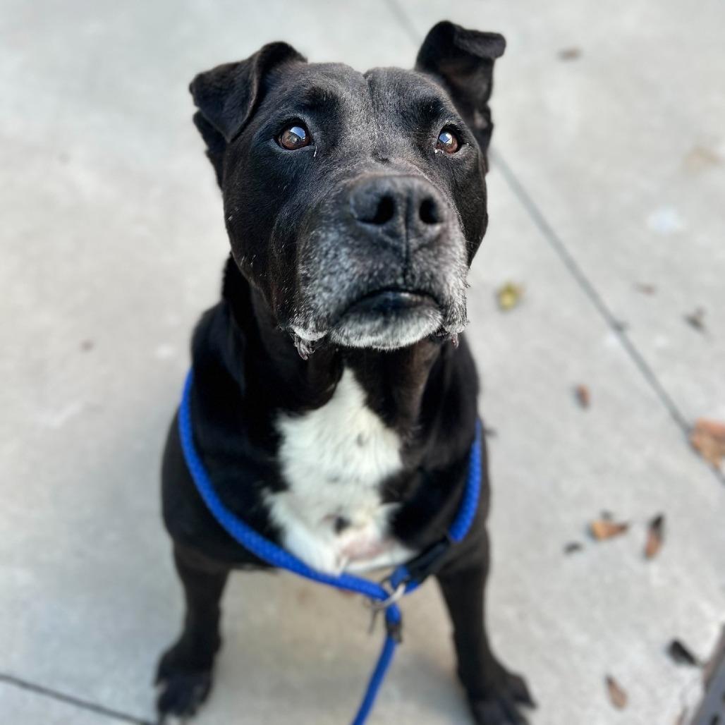 Enlarge Beef Jerky, a Adoptable Pit Bull Terrier in Chattanooga, TN image 3/6