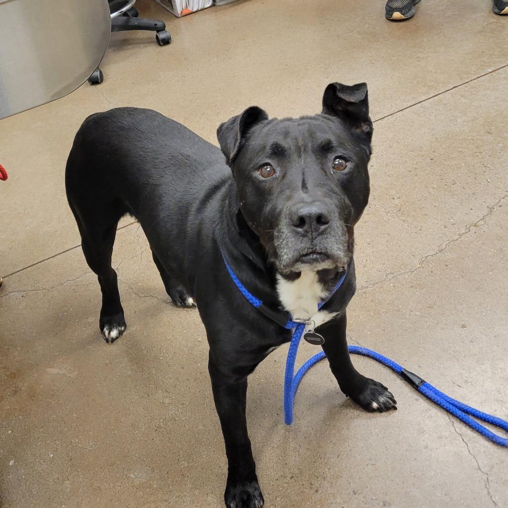 Enlarge Beef Jerky, a Adoptable Pit Bull Terrier in Chattanooga, TN image 6/6
