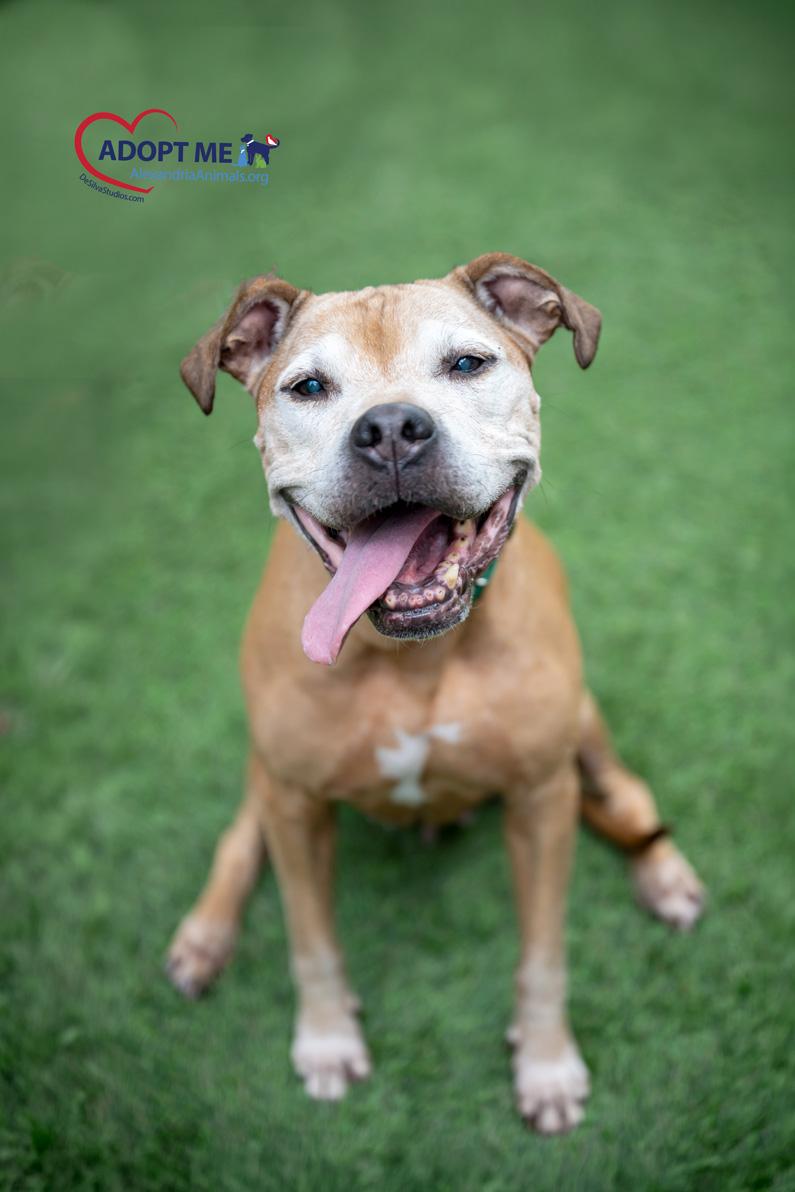 Stallings, Adoptable, Adult Female Mixed Breed.