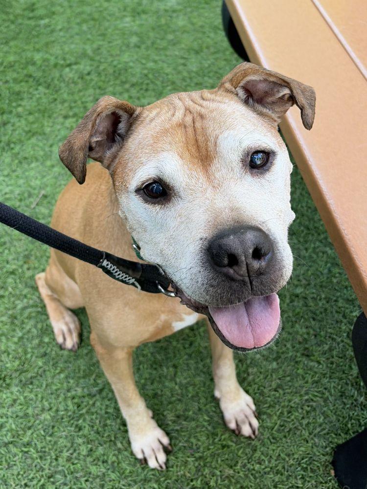 Enlarge Stallings, a Adoptable Mixed Breed in Alexandria, VA image 2/4