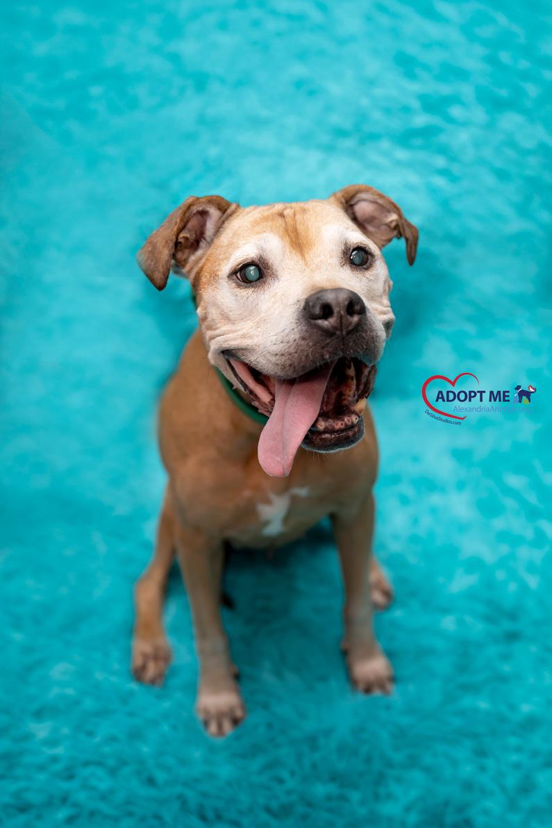 Enlarge Stallings, a Adoptable Mixed Breed in Alexandria, VA image 3/4