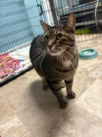 Wiltse, ADOPTABLE, Adult Male Domestic Short Hair.