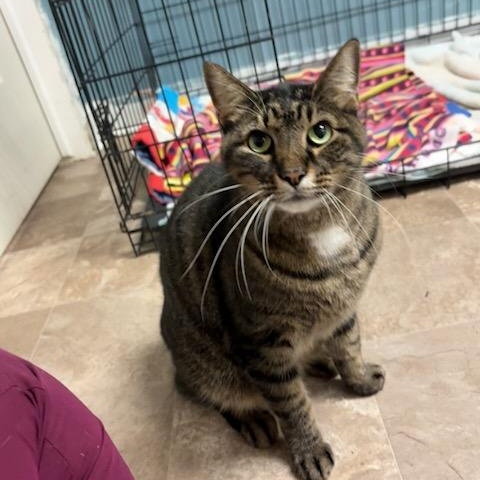 Enlarge Wiltse, a ADOPTABLE Domestic Short Hair in Boone, IA image 2/2