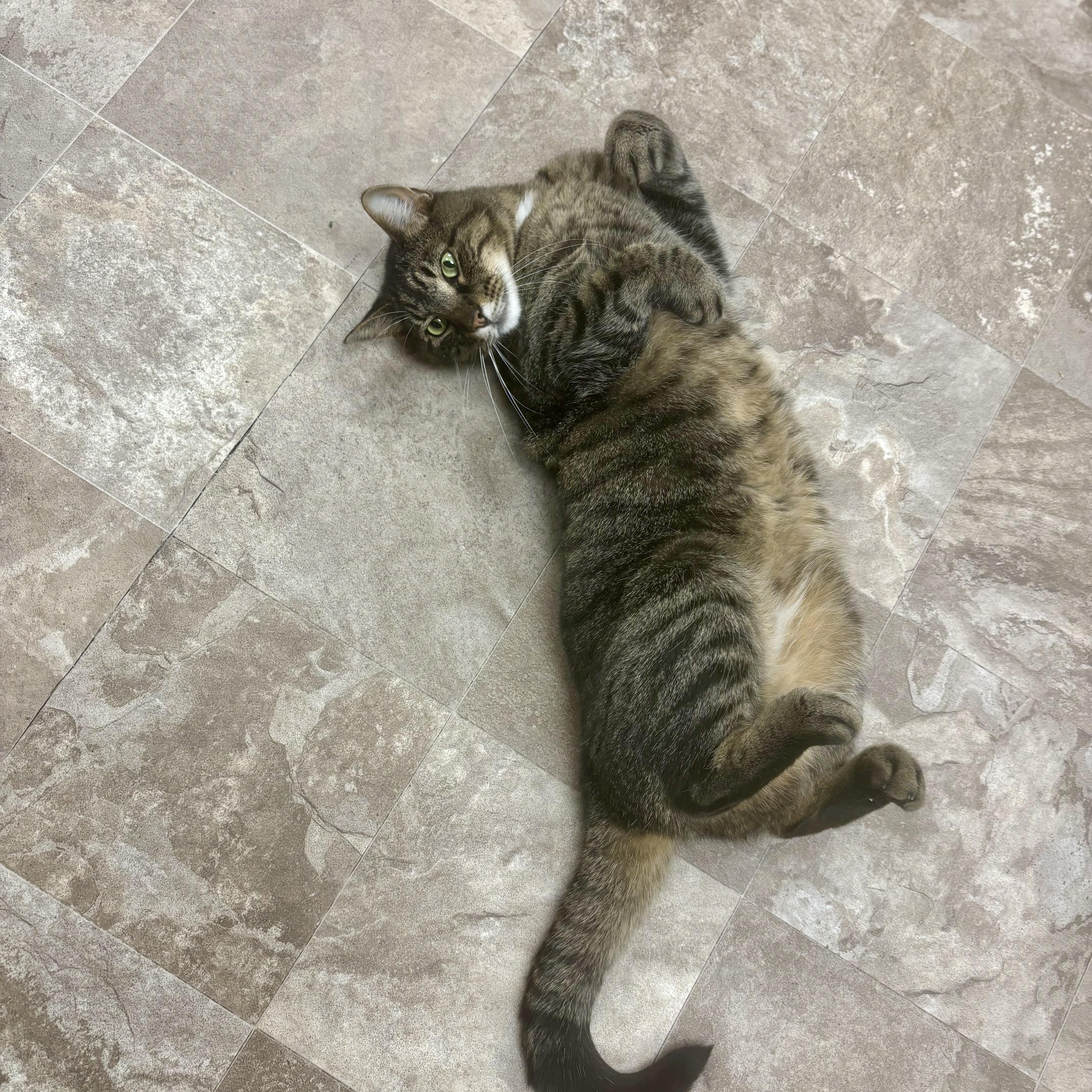 Wiltse, a ADOPTABLE Domestic Short Hair in Boone, IA image 3/6