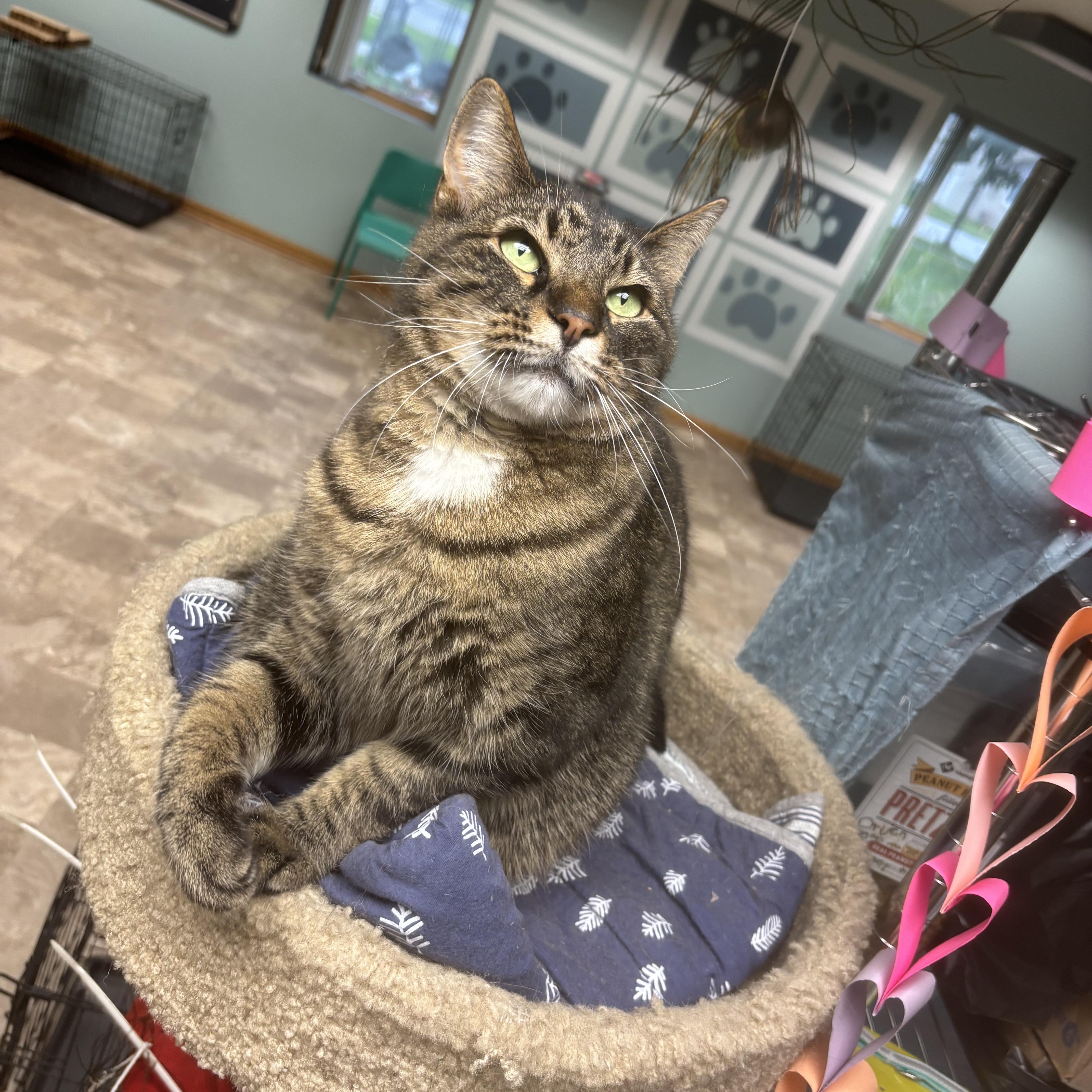Wiltse, a ADOPTABLE Domestic Short Hair in Boone, IA image 6/6