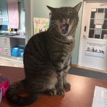 Enlarge Wiltse, a ADOPTABLE Domestic Short Hair in Boone, IA image 6/6