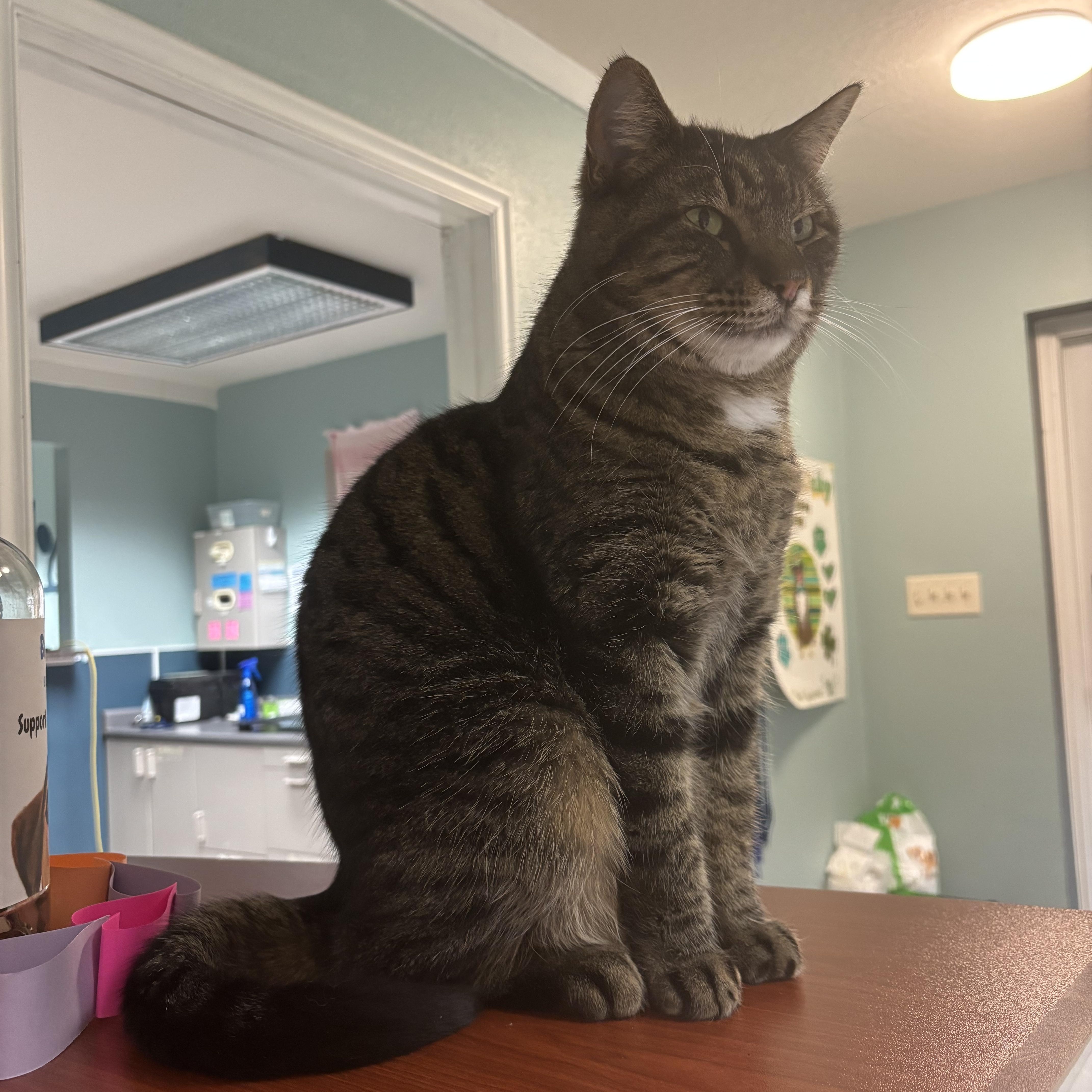 Enlarge Wiltse, a ADOPTABLE Domestic Short Hair in Boone, IA image 5/6