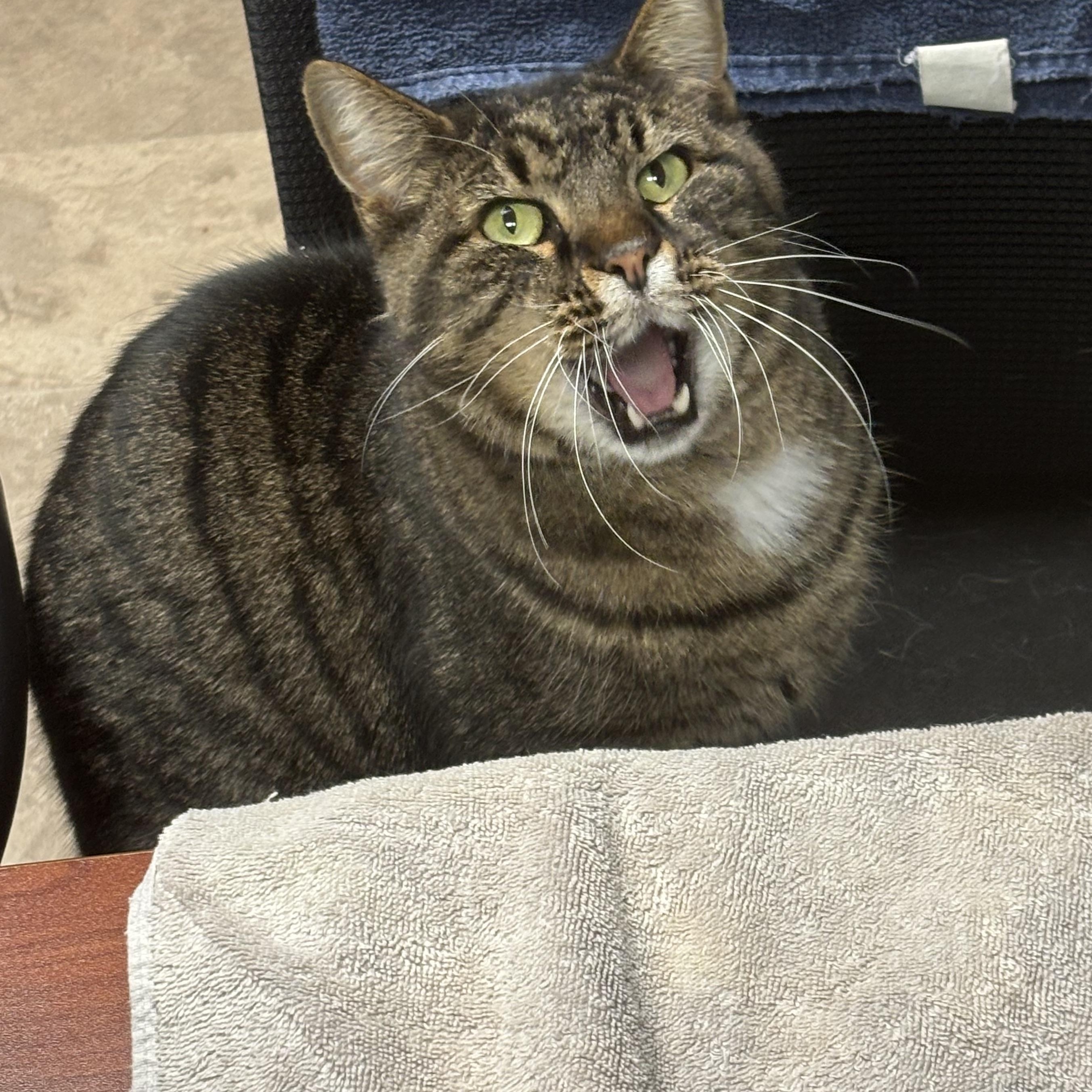 Enlarge Wiltse, a ADOPTABLE Domestic Short Hair in Boone, IA image 4/6