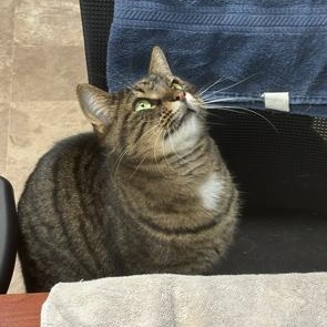 Wiltse, ADOPTABLE, Adult Male Domestic Short Hair.