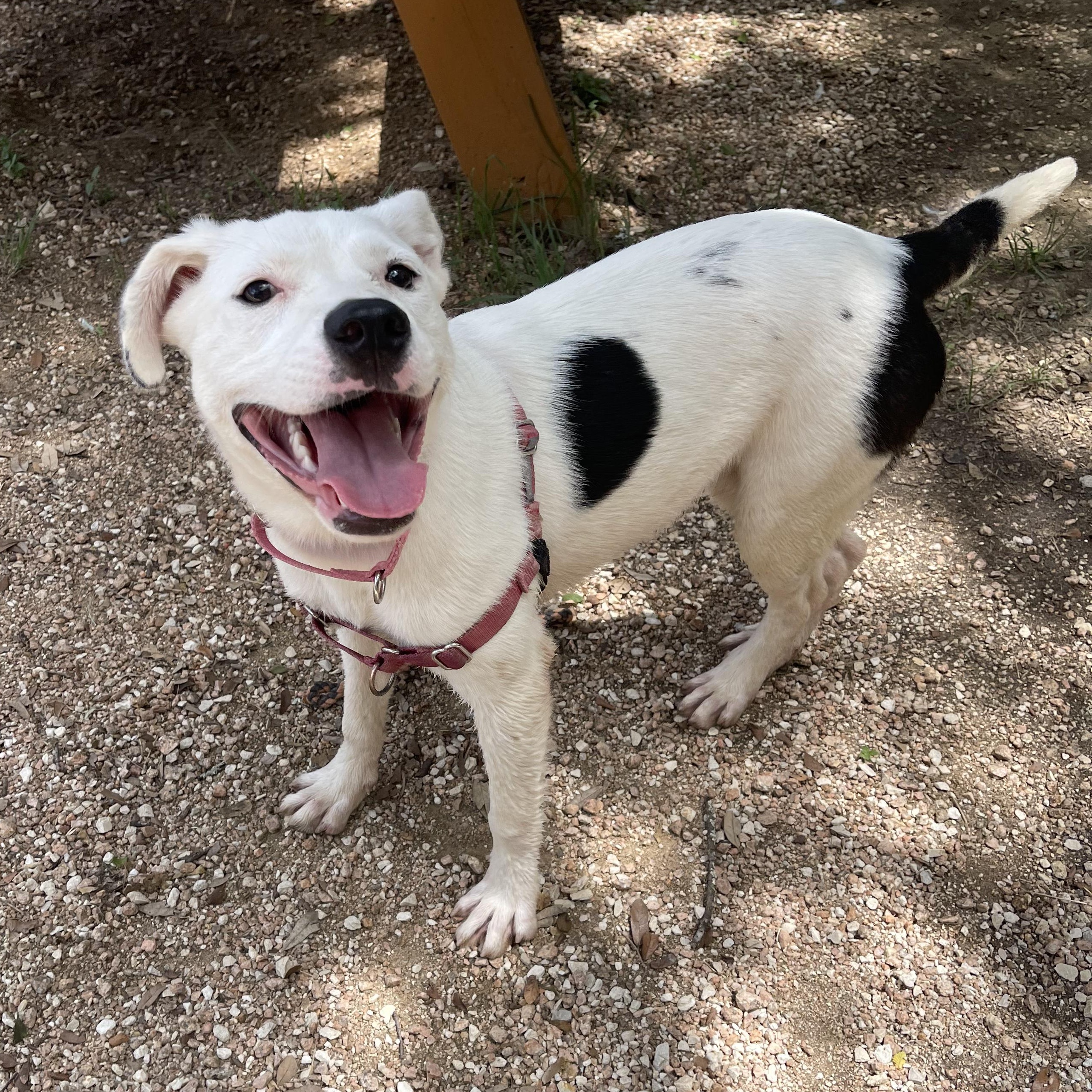 Alina, a Adoptable mixed breed in Bulverde, TX image 1/3