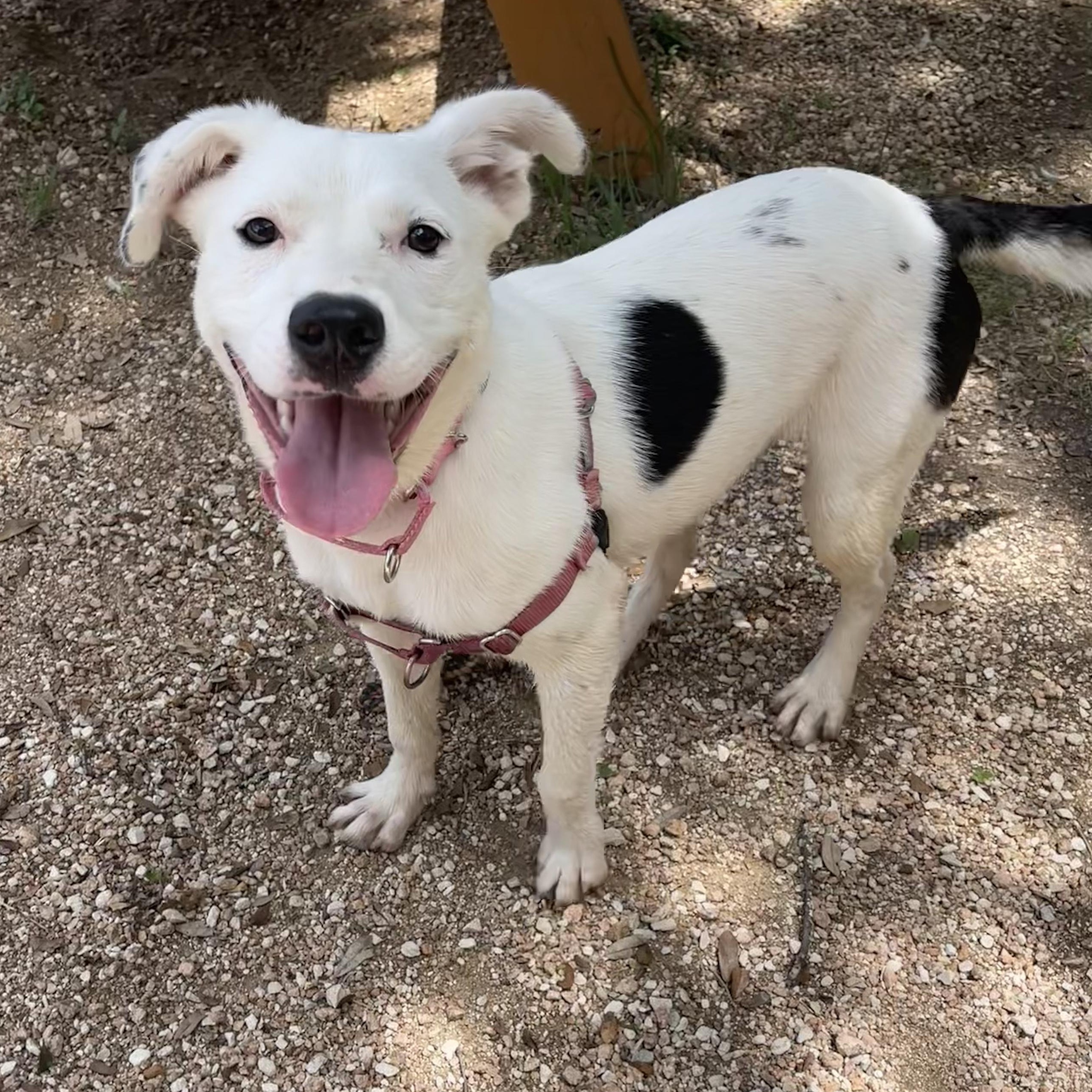 Alina, a Adoptable mixed breed in Bulverde, TX image 2/3