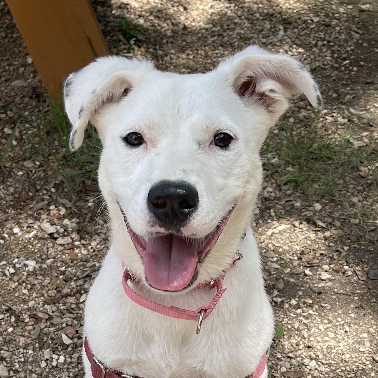 Alina, a Adoptable mixed breed in Bulverde, TX image 3/3