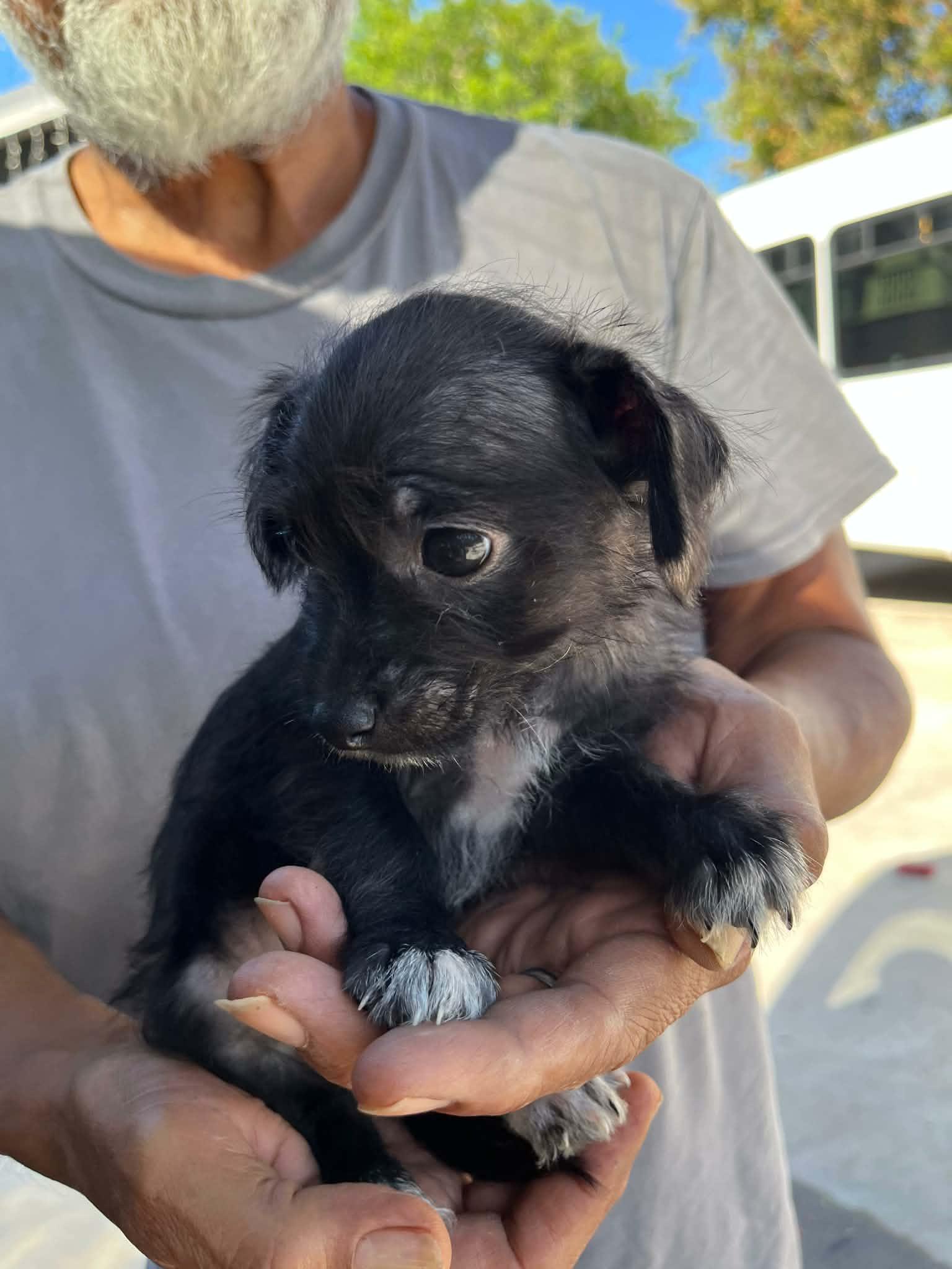 Enlarge Quinn, a Adoptable mixed breed in Gainesville, VA image 2/4