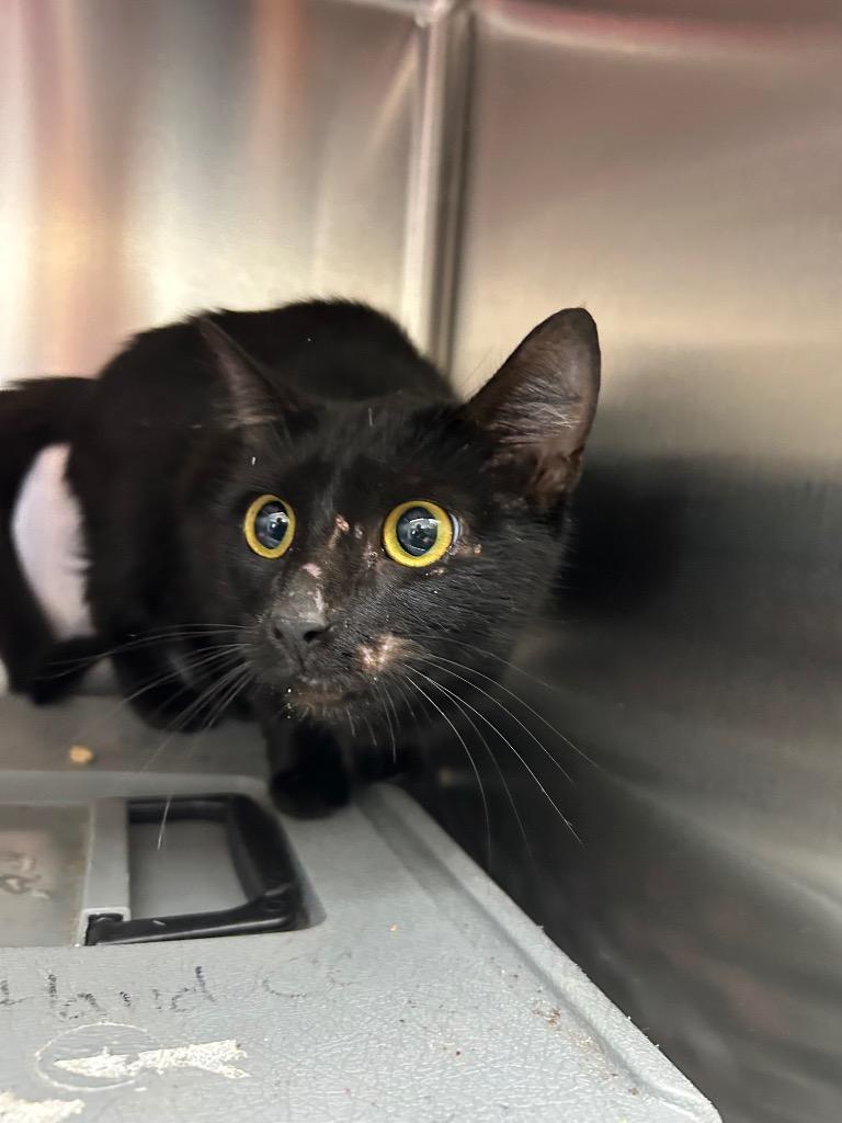 Oaklyn, Adoptable, Young Female Domestic Short Hair.