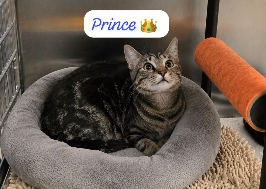 Prince, a Adoptable Domestic Short Hair in Spring Lake, NJ image 1/2