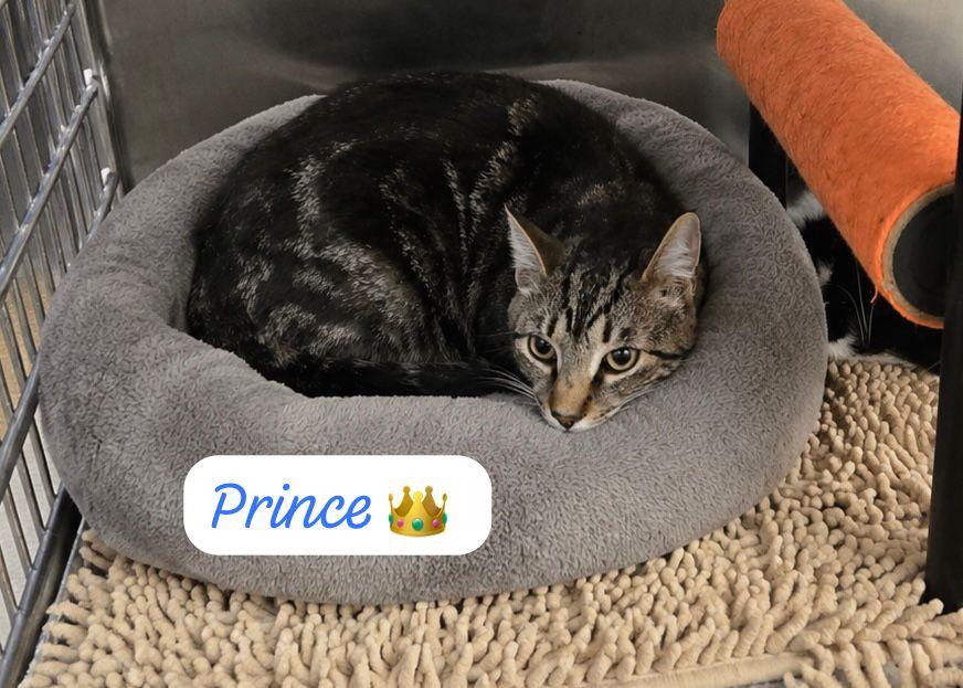 Prince, a Adoptable Domestic Short Hair in Spring Lake, NJ image 2/2