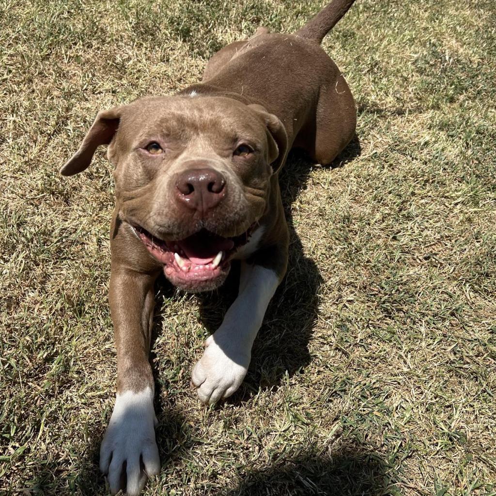 Enlarge Manhattan, a Adoptable mixed breed in Mount Vernon, IN image 1/5