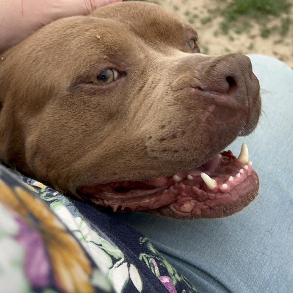 Enlarge Manhattan, a Adoptable mixed breed in Mount Vernon, IN image 4/6