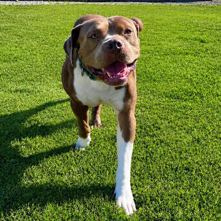 Enlarge Manhattan, a Adoptable mixed breed in Mount Vernon, IN image 5/6