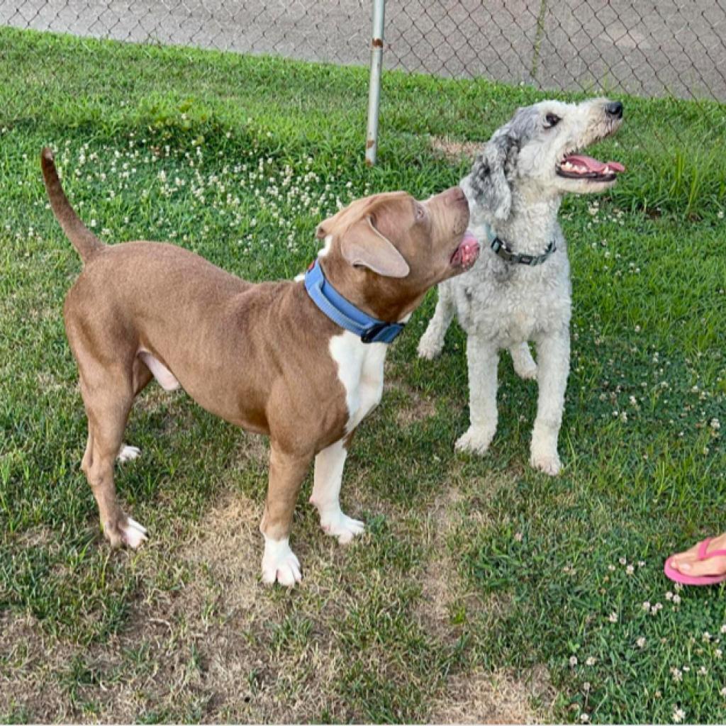 Manhattan, a Adoptable mixed breed in Mount Vernon, IN image 3/5