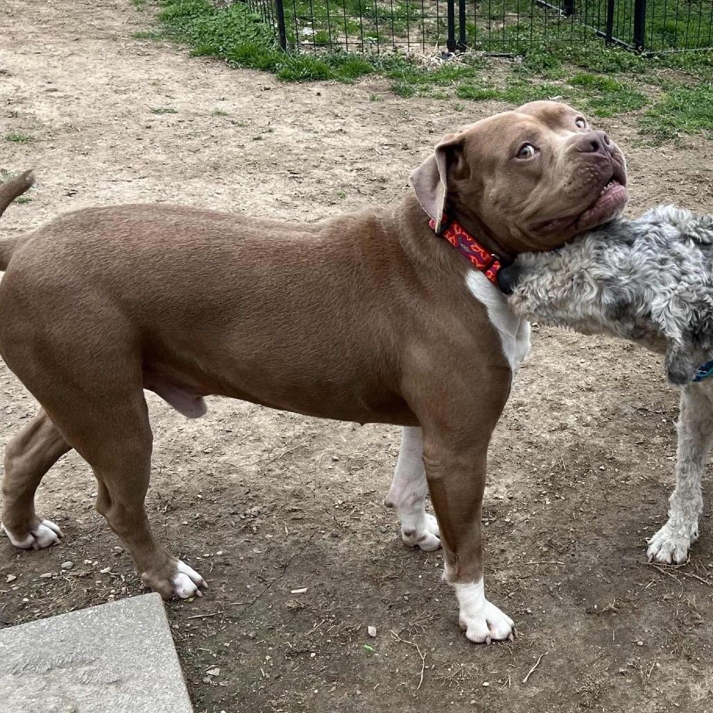 Manhattan, a Adoptable mixed breed in Mount Vernon, IN image 5/5