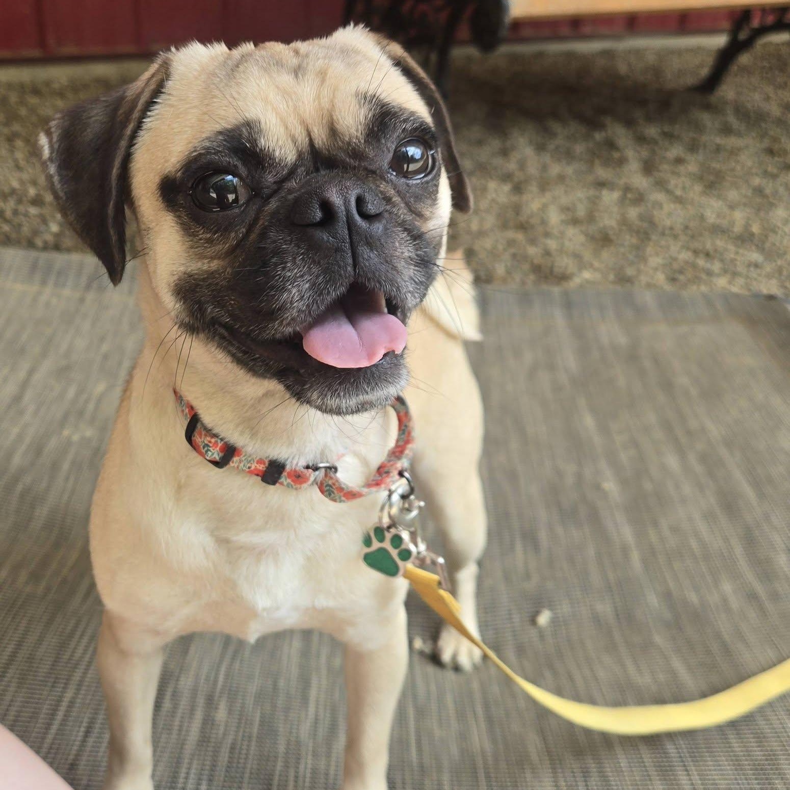 Flower, a ADOPTABLE mixed breed in Grafton, OH image 3/3