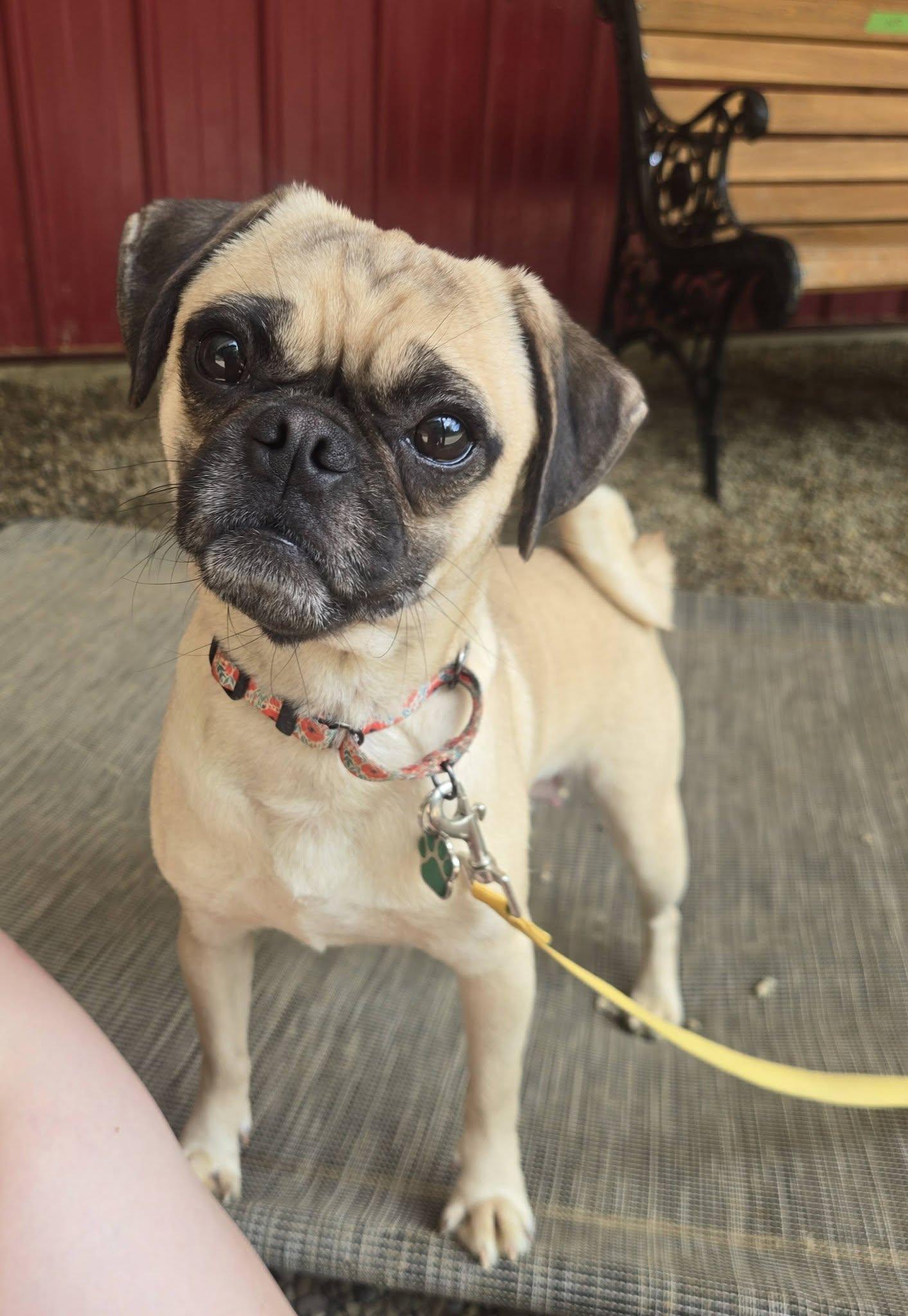 Flower, a ADOPTABLE mixed breed in Grafton, OH image 2/3