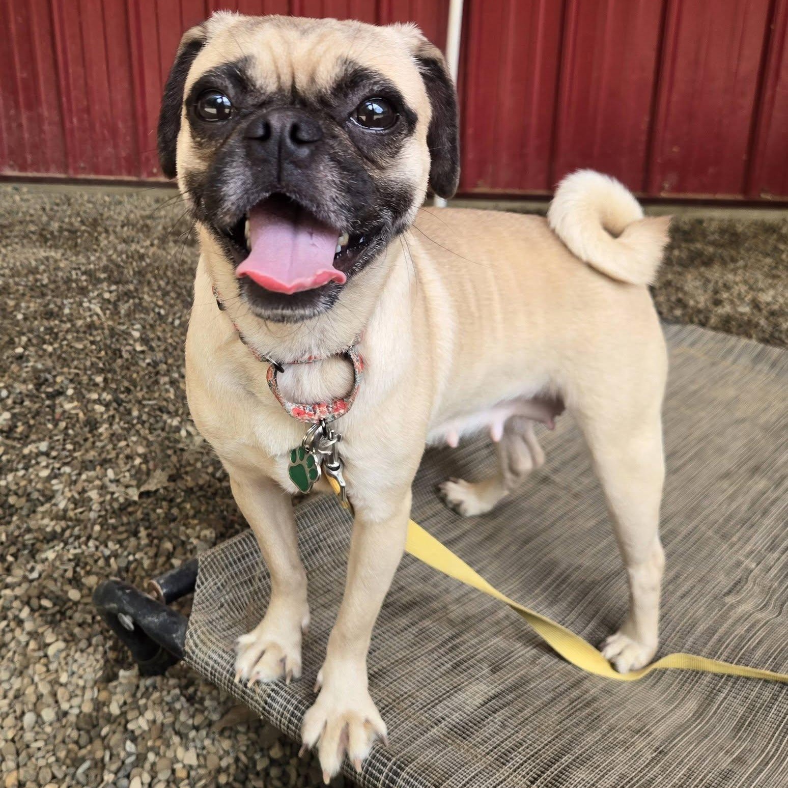 Flower, ADOPTABLE, Young Female Pug.
