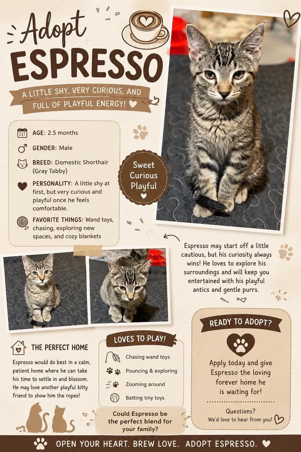 Enlarge Espresso, an adopted Domestic Short Hair in Whiting, IN image 1/1