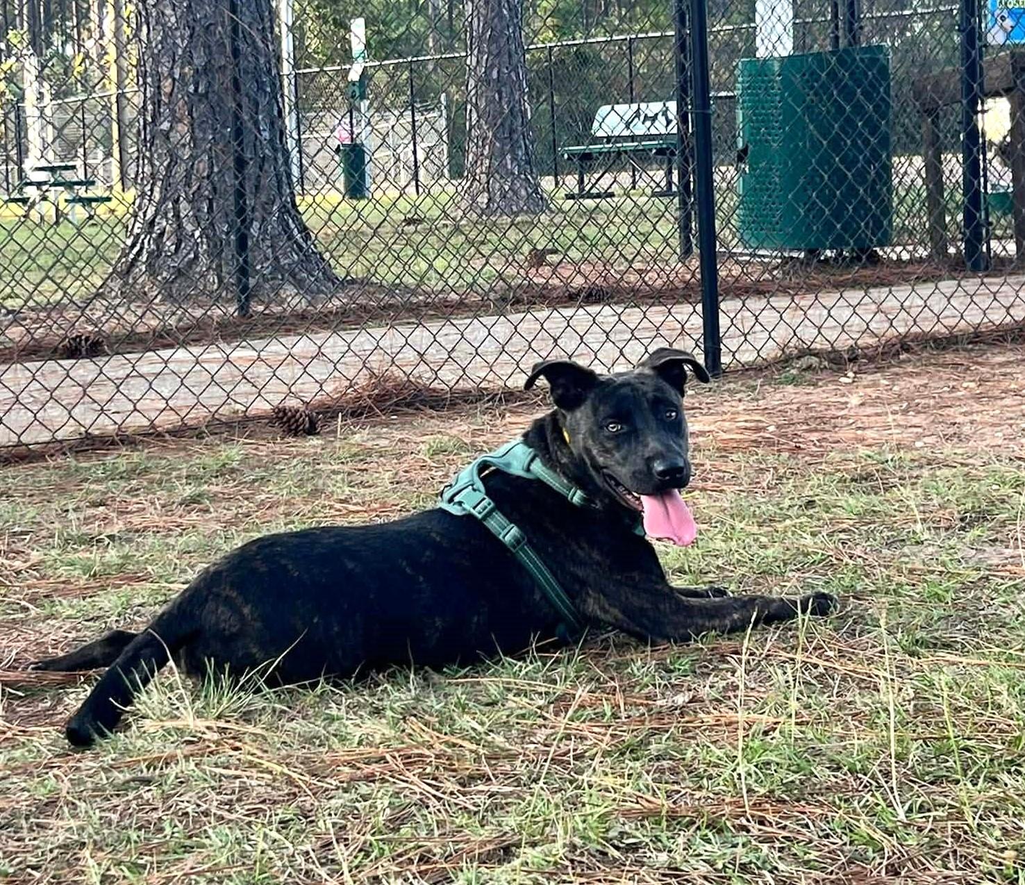 Missy, ADOPTABLE, Adult Female Chocolate Labrador Retriever & Pit Bull Terrier.