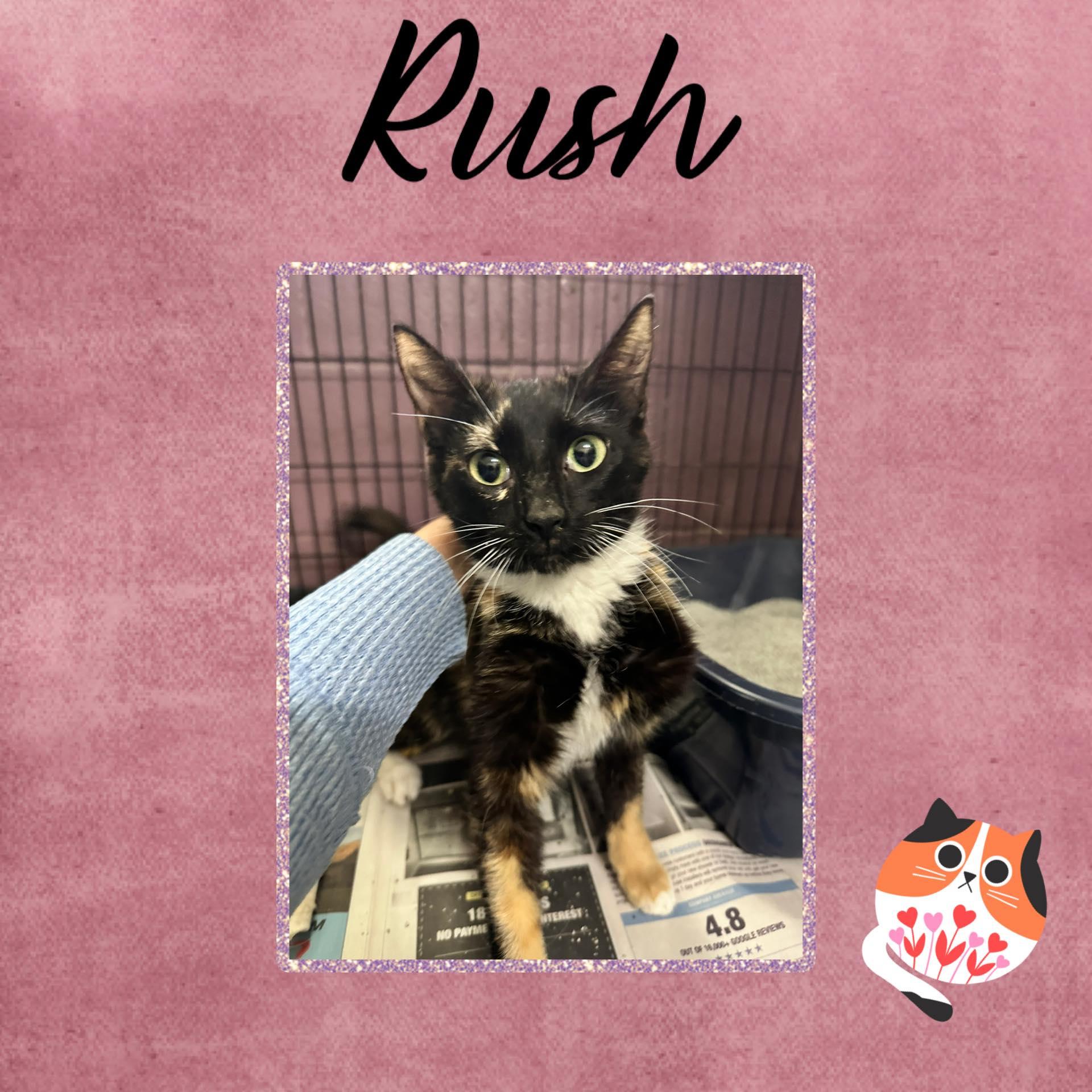 Rush, ADOPTABLE, Kitten Female Domestic Short Hair.