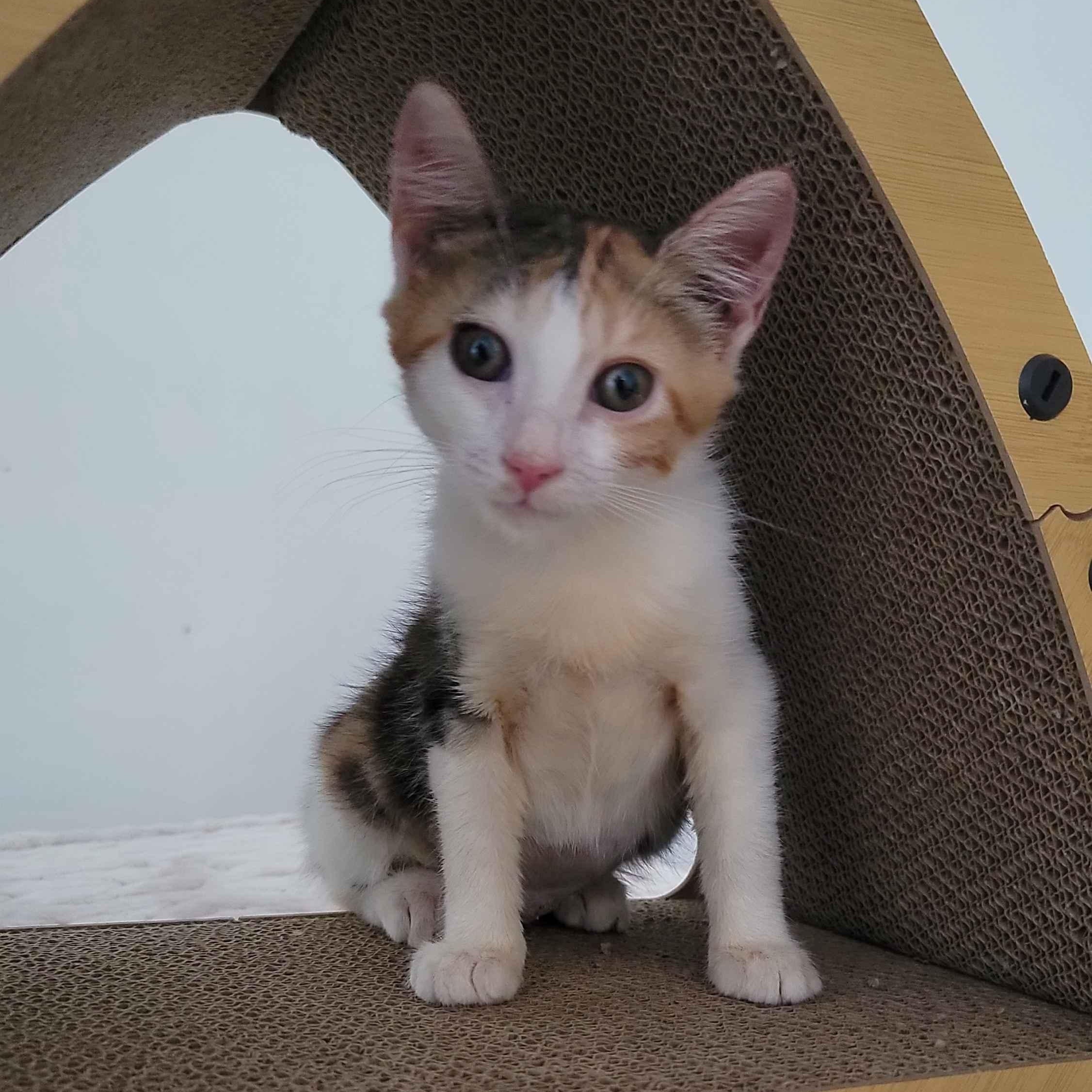 Taffeta, a ADOPTABLE American Shorthair in North Bergen, NJ image 3/5