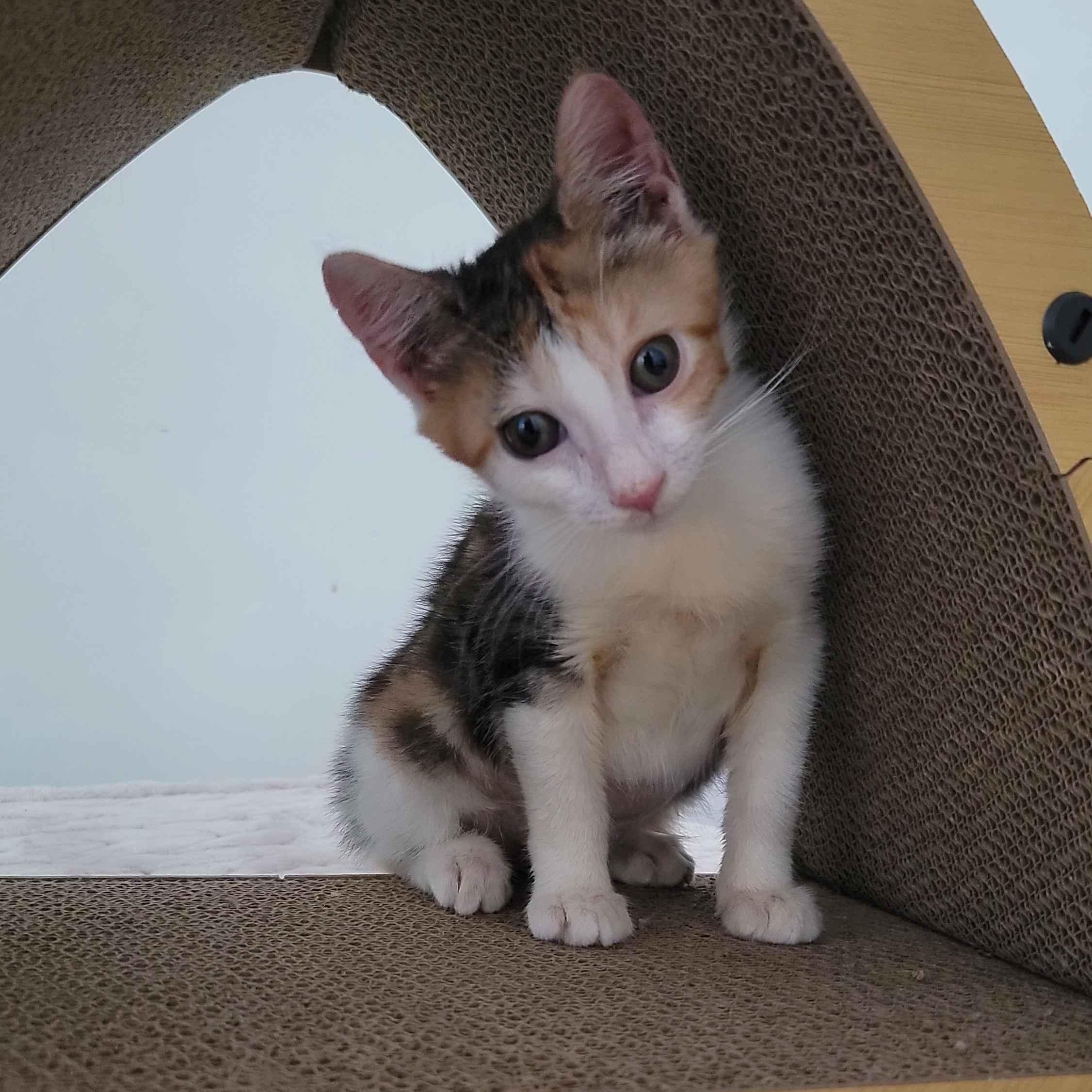 Taffeta, a ADOPTABLE American Shorthair in North Bergen, NJ image 2/5