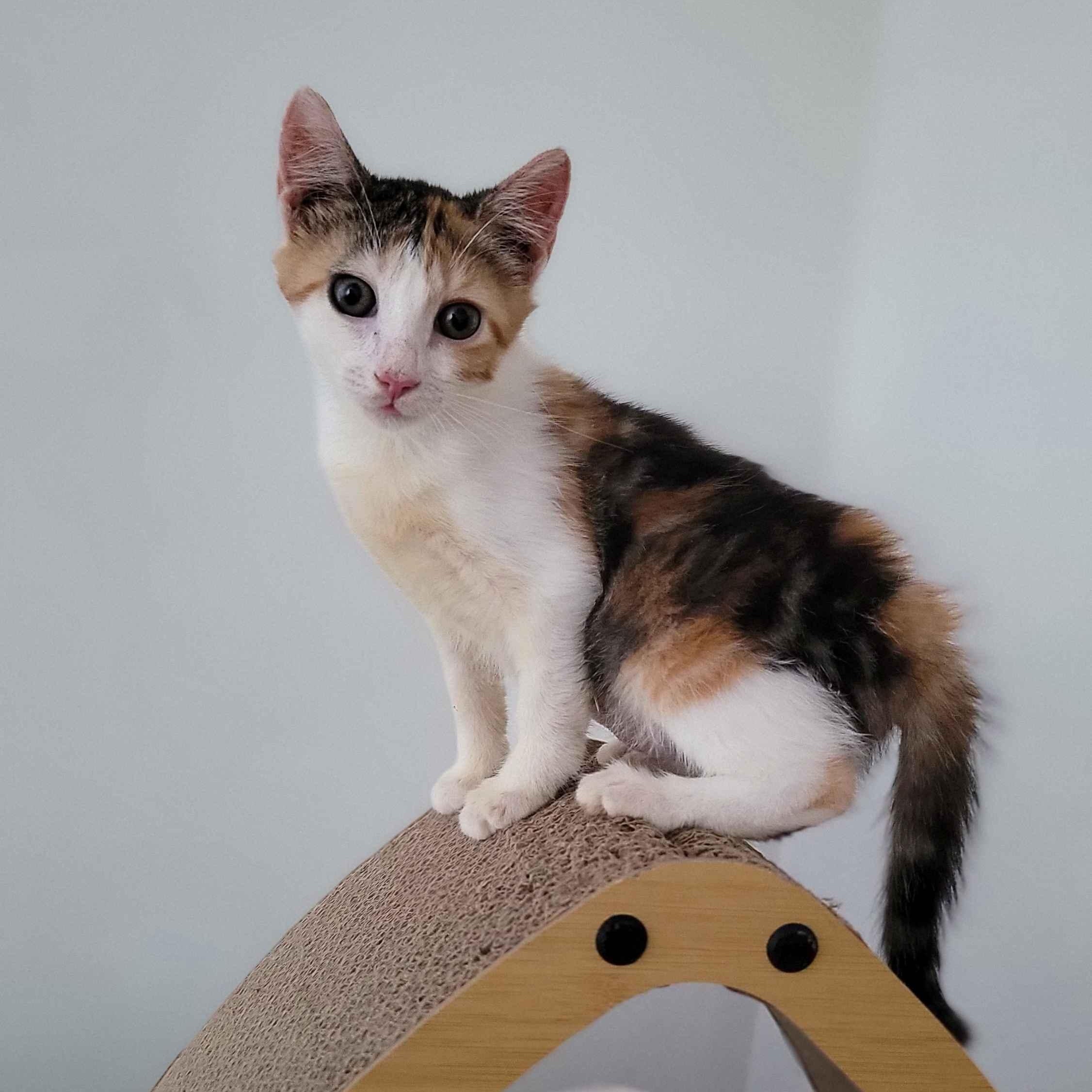 Taffeta, a ADOPTABLE American Shorthair in North Bergen, NJ image 1/5