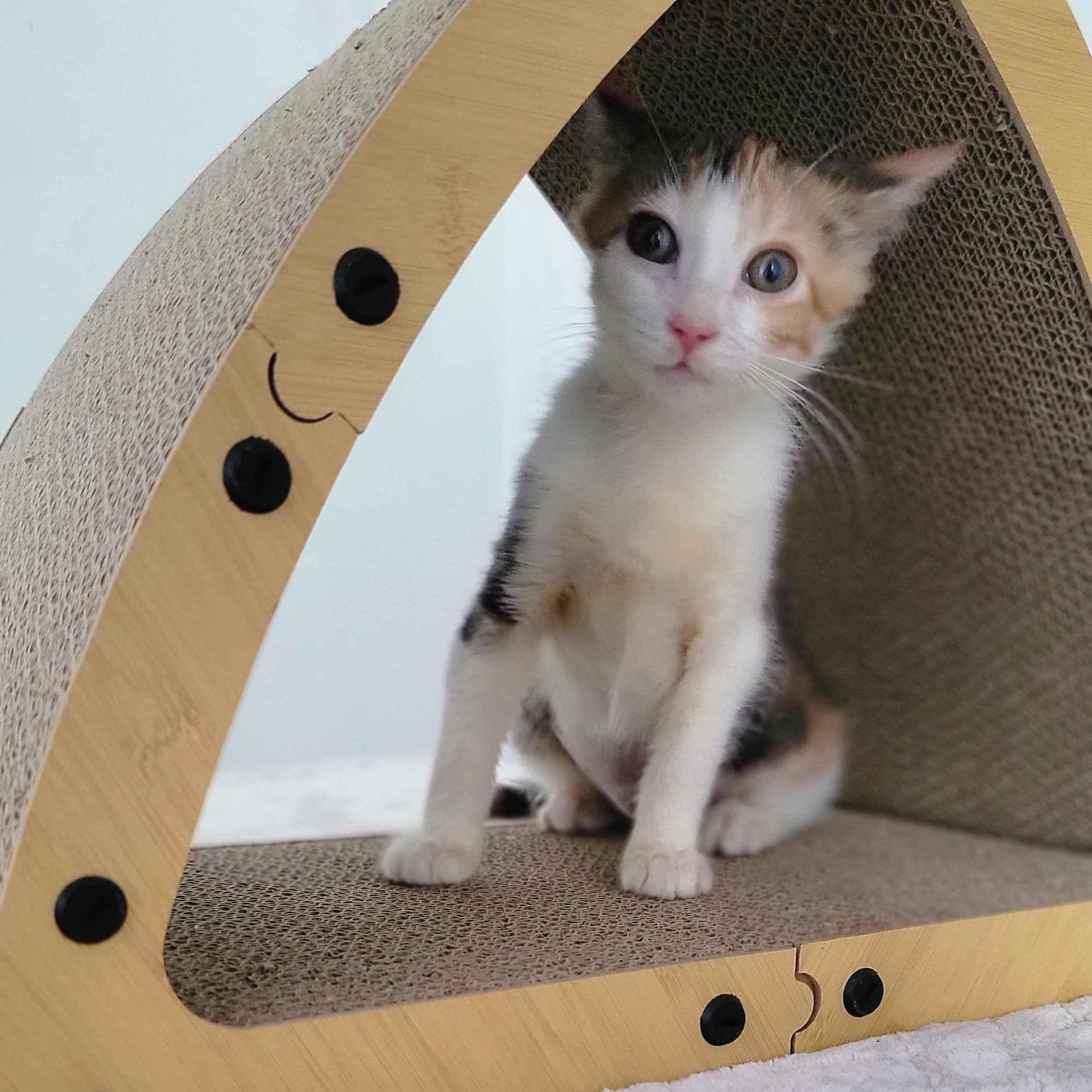 Taffeta, a ADOPTABLE American Shorthair in North Bergen, NJ image 4/5