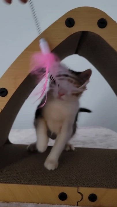 Enlarge Taffeta, a ADOPTABLE American Shorthair in North Bergen, NJ video 5/5