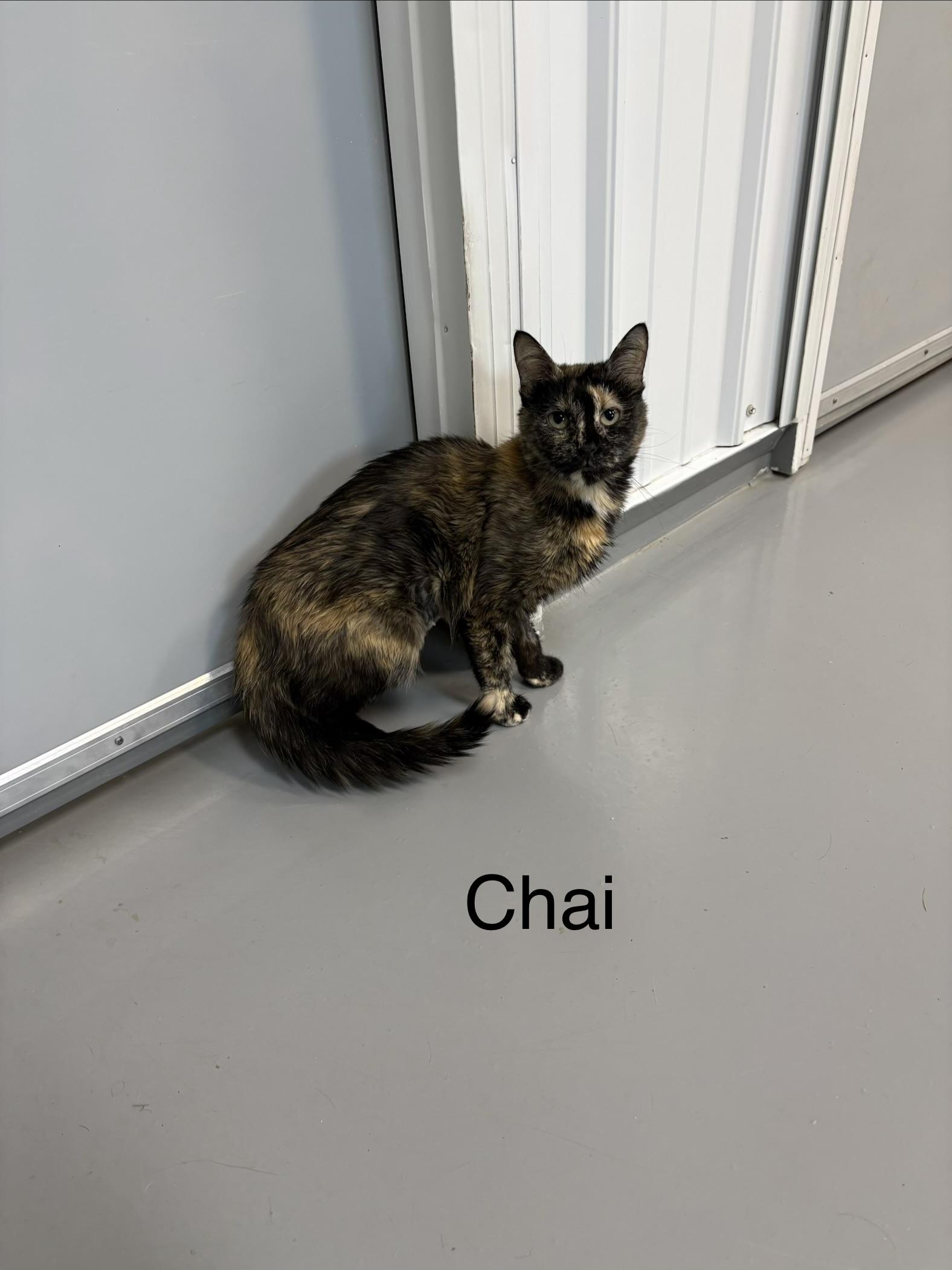Enlarge Chai, a Adoptable Tortoiseshell in Big Rapids, MI image 3/3